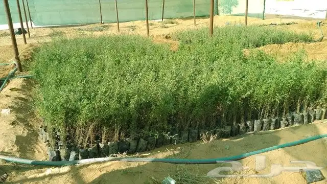 مقاول توريد وغرس الاشجار البريه 0
