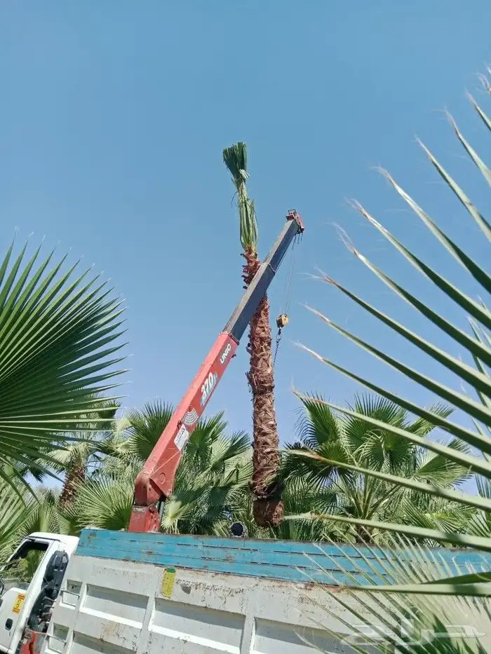 نخل زينه وشنطوني 0