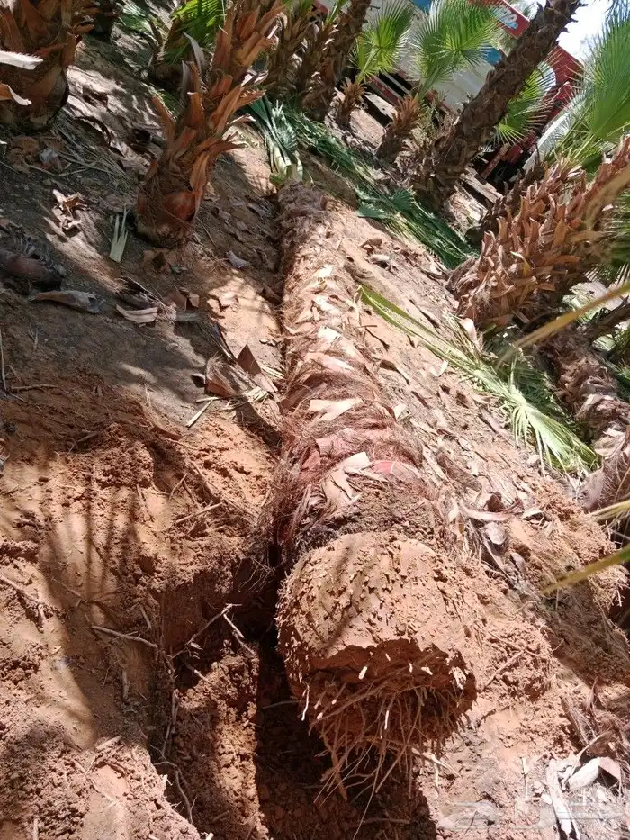 نخل زينه وشنطوني 2