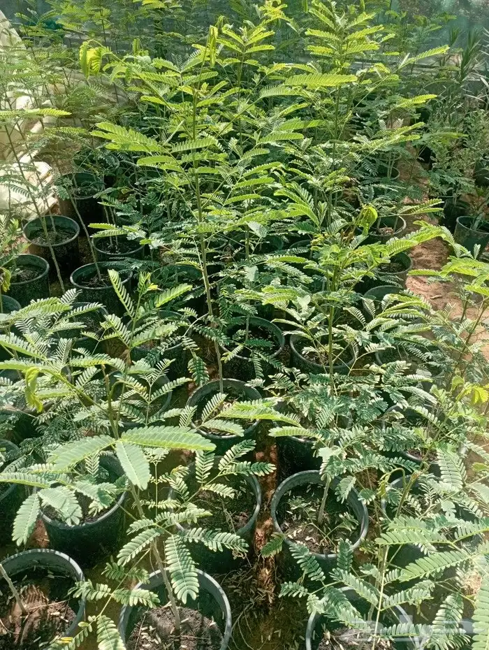 شجرة اللبخ احجام مختلفة 0