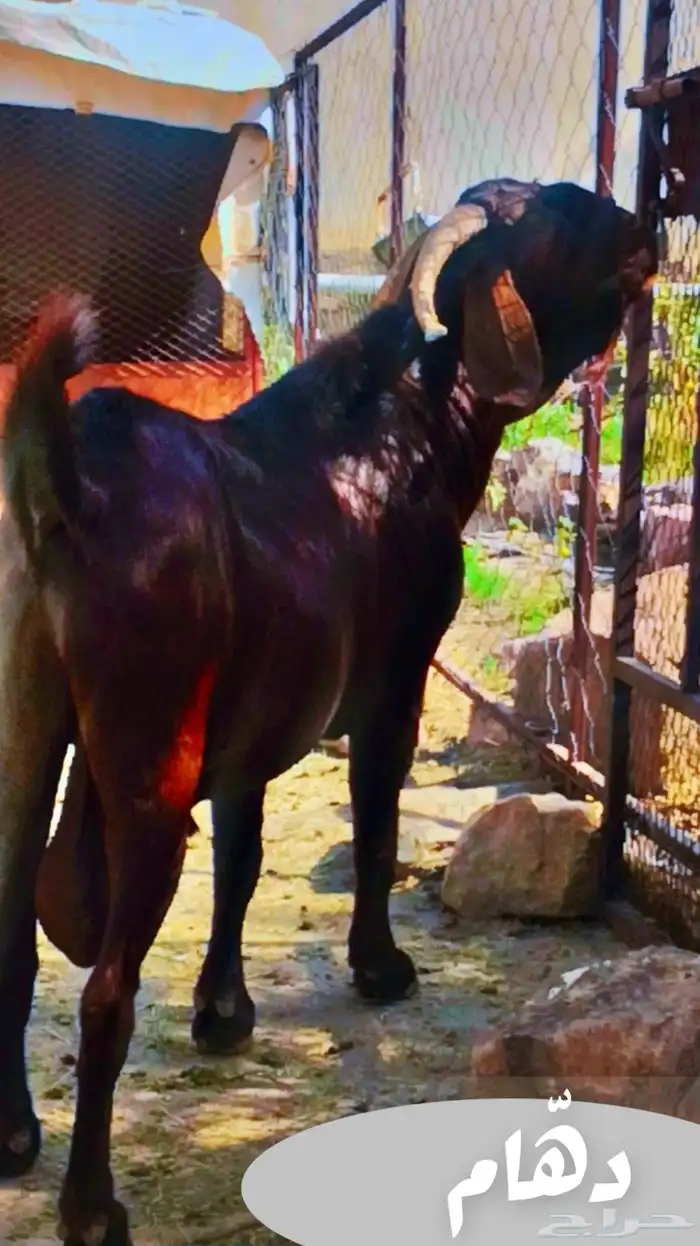 تيس كلهاري ادهم ادبس( تم البيع ) 6