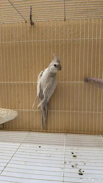ذكر كروان طفرة الايميرالد 2