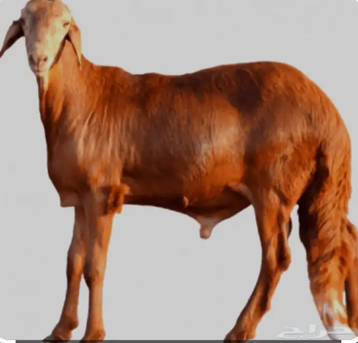 توريد خرفان سواكني 0