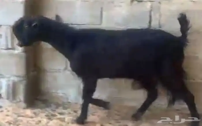 عنز سوريه حليب تم البيع   يوجد جذعات ثنتين 5