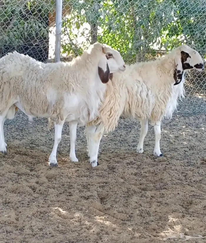 فحول الكجلا 1
