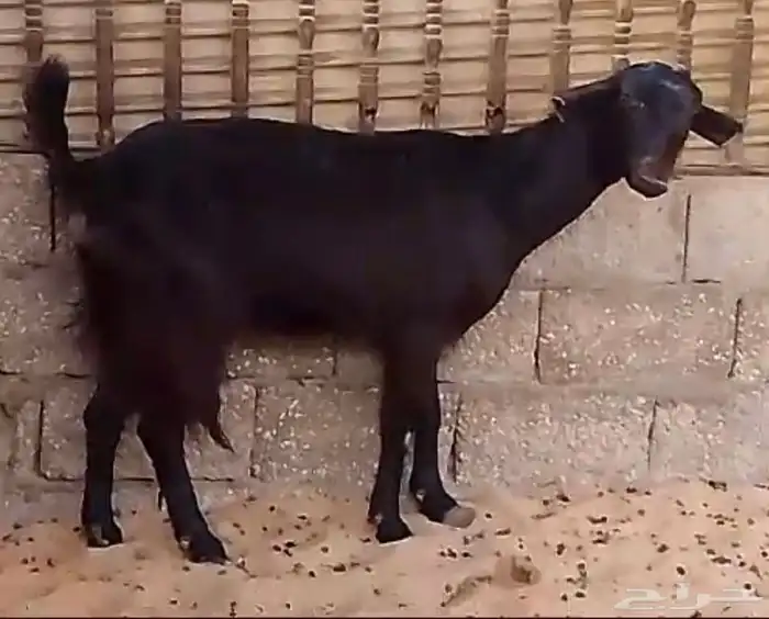 عنز سوريه حليب تم البيع   يوجد جذعات ثنتين 1
