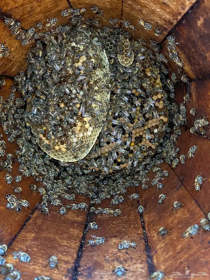 افضل انواع العسل 24