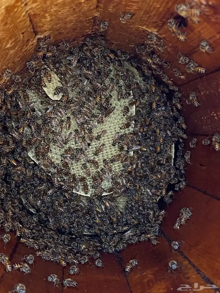 افضل انواع العسل 27