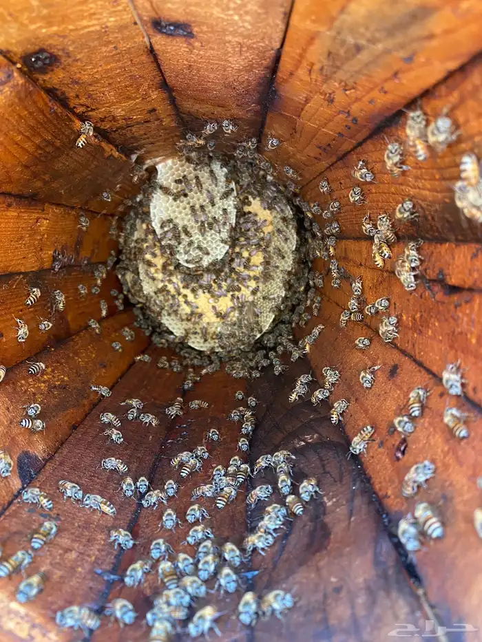 افضل انواع العسل 26