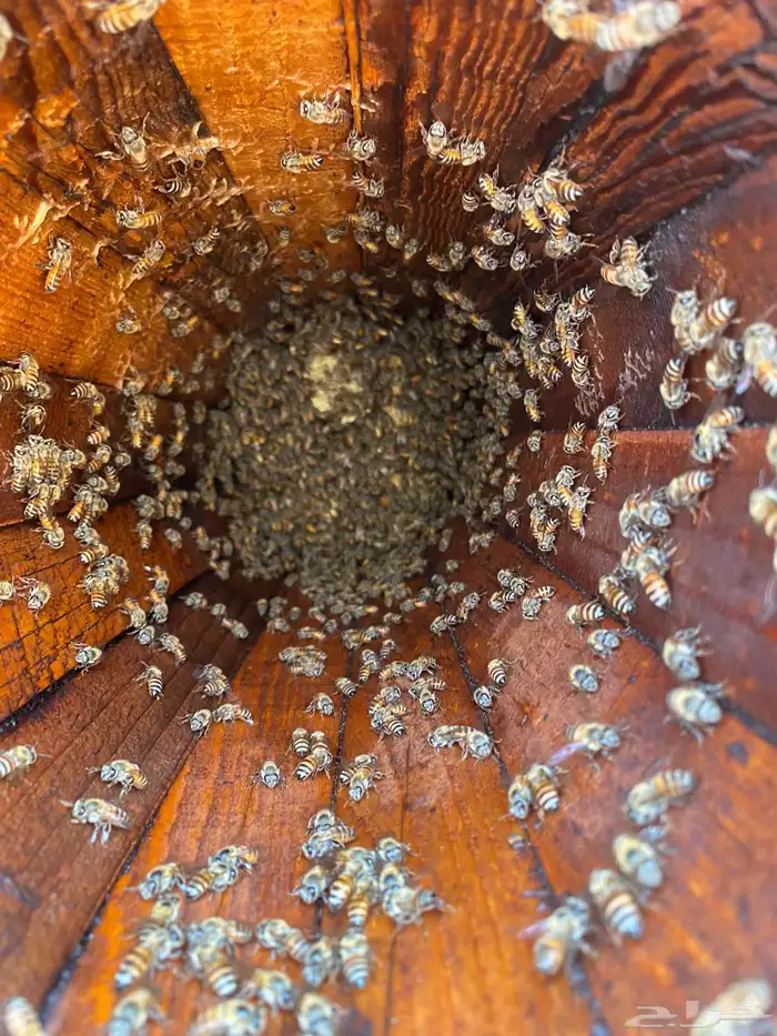 افضل انواع العسل 25