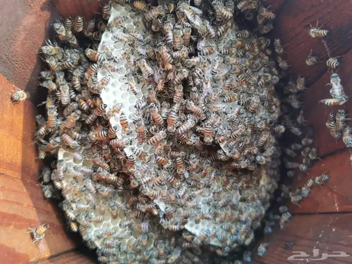 افضل انواع العسل 10