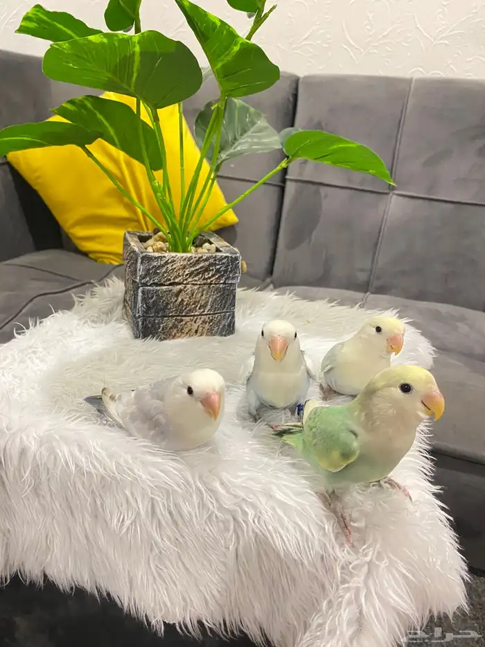 روزات اليفه تم البيع 2