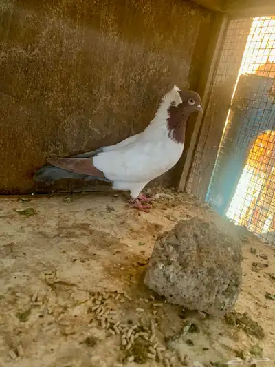 حمام بلجيكي و سوداني index