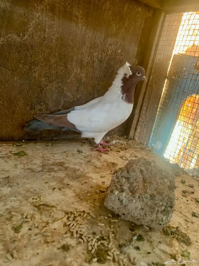 حمام بلجيكي و سوداني 1