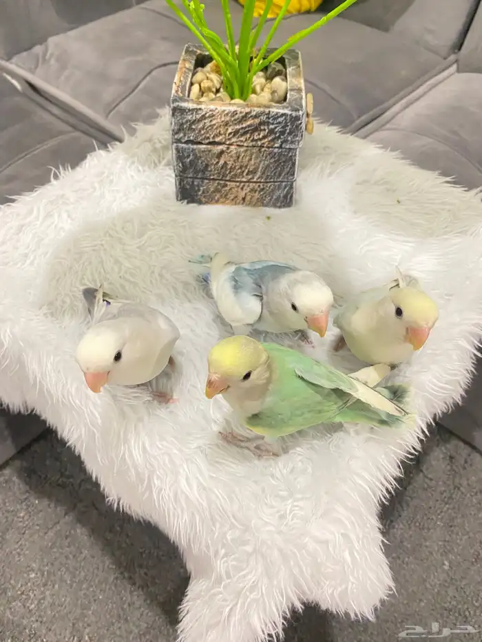 روزات اليفه تم البيع 0