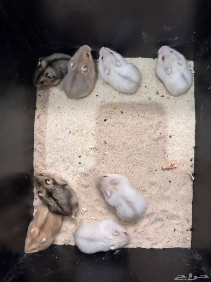 هامستر ونتر وايت للبيع (الدب الروسي) 0