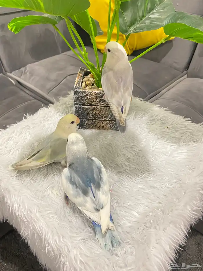 روزات اليفه تم البيع 1