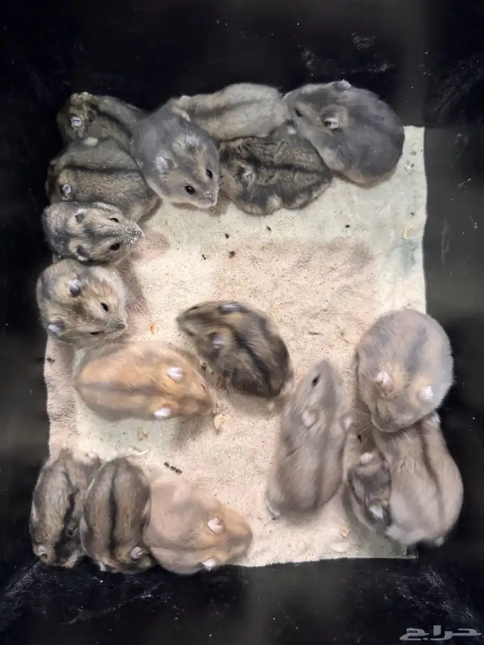 هامستر ونتر وايت للبيع (الدب الروسي) 3