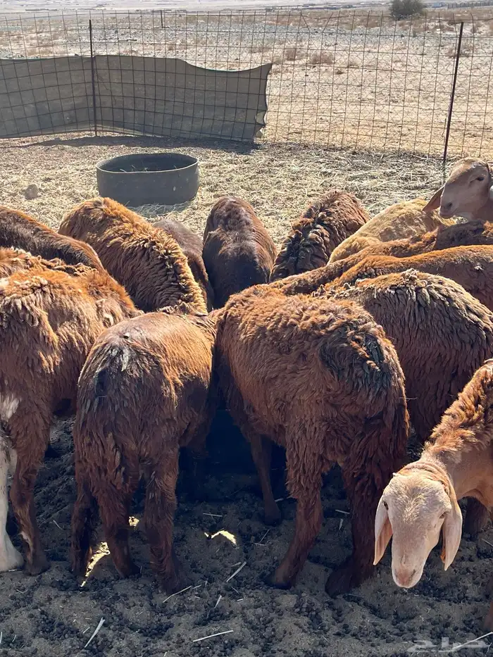 سواكني تربيه بسعار مناسبه للجميع 1