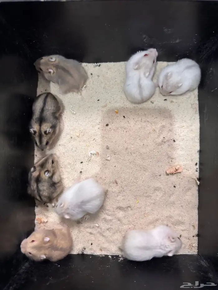 هامستر ونتر وايت للبيع (الدب الروسي) 4