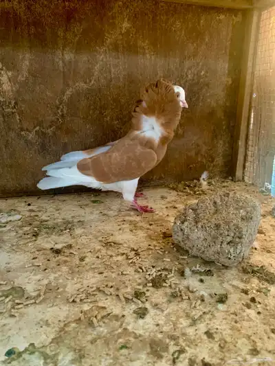 حمام بلجيكي و سوداني index