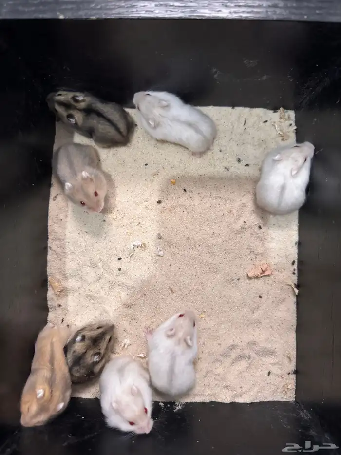 هامستر ونتر وايت للبيع (الدب الروسي) 5