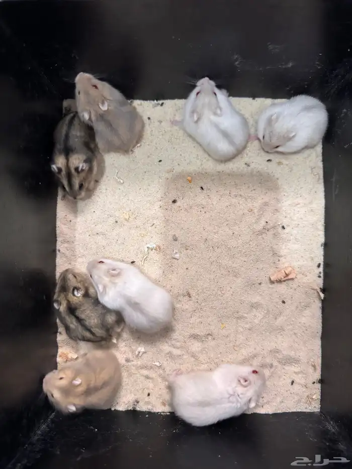 هامستر ونتر وايت للبيع (الدب الروسي) 2