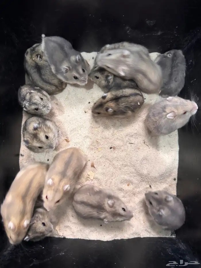 هامستر ونتر وايت للبيع (الدب الروسي) 1