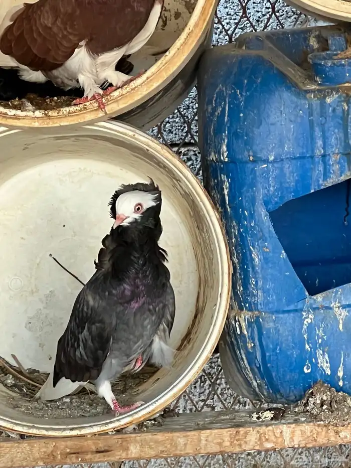 حمام بلجيكي 1