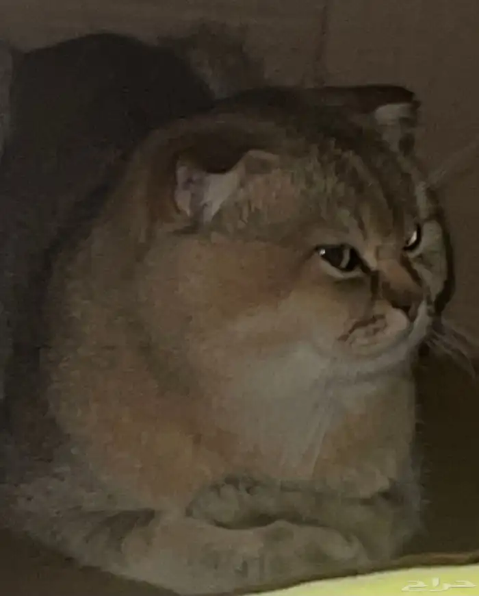قطط تزاوج 0