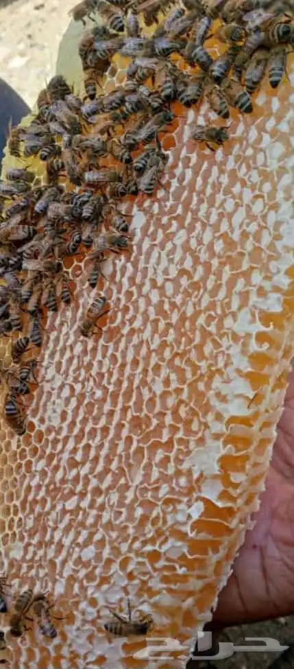 افضل انواع العسل 28