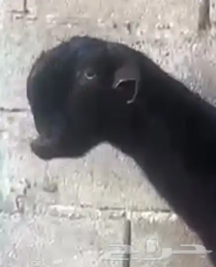 عنز سوريه حليب تم البيع   يوجد جذعات ثنتين 6