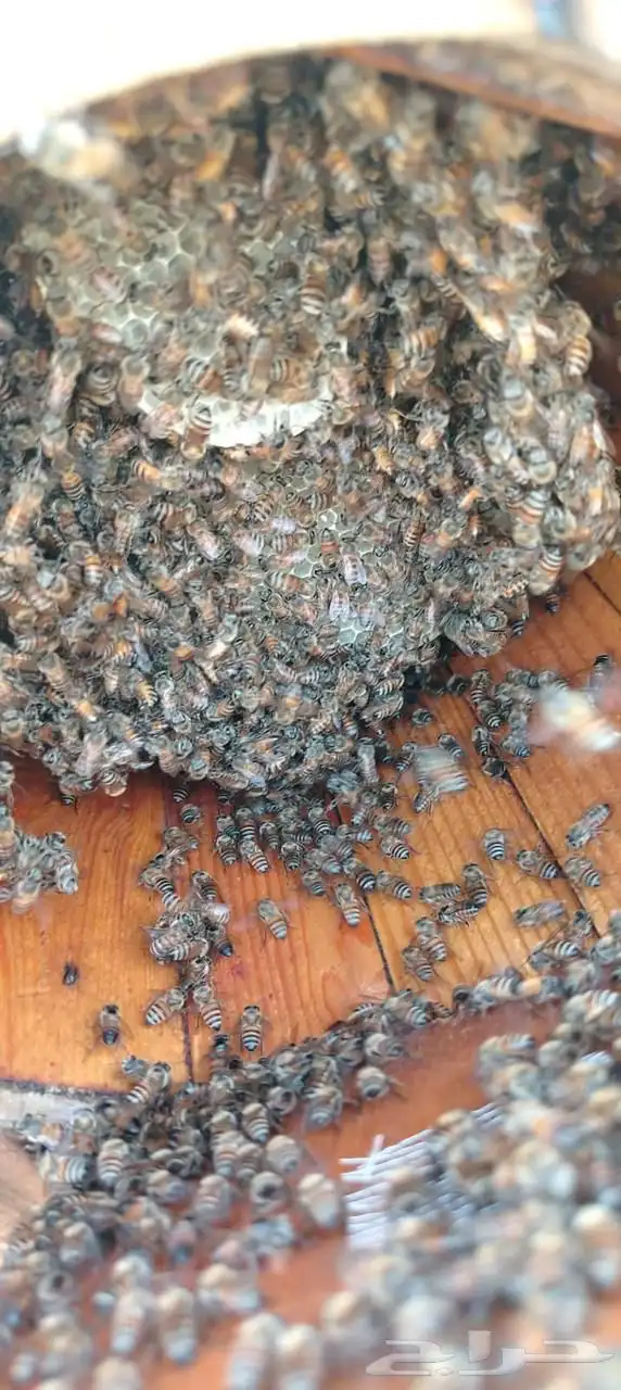 افضل انواع العسل 6