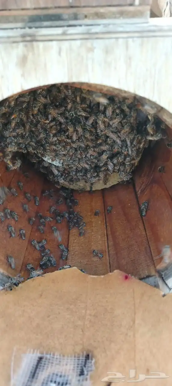 افضل انواع العسل 3