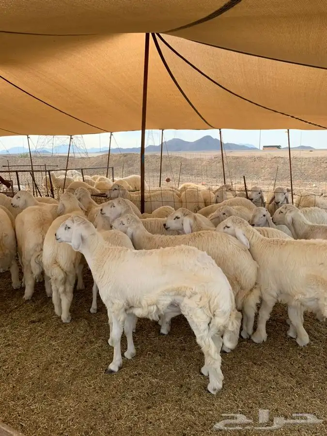 حري جبر طليان تبيض الوجه ذبايح ضيوف ذبائح مناسبات توصيل 3