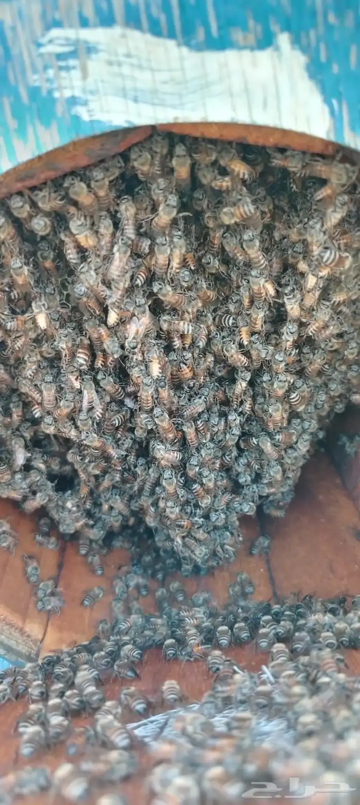 افضل انواع العسل 8