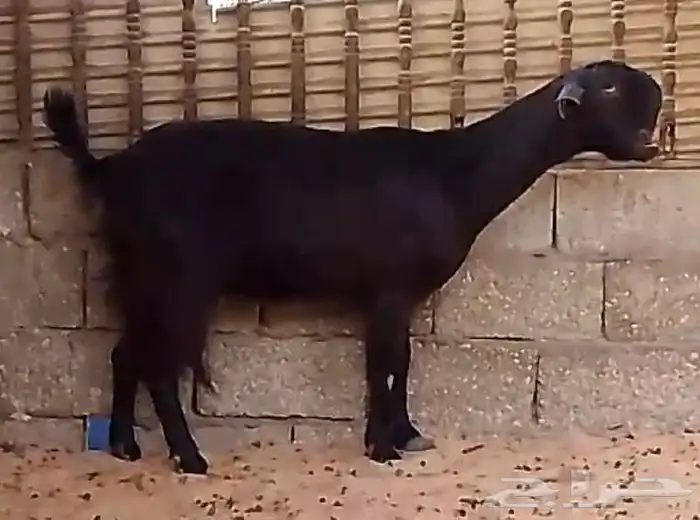 عنز سوريه حليب تم البيع   يوجد جذعات ثنتين 0
