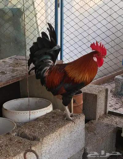 بيض دجاج عربي ترثه 2