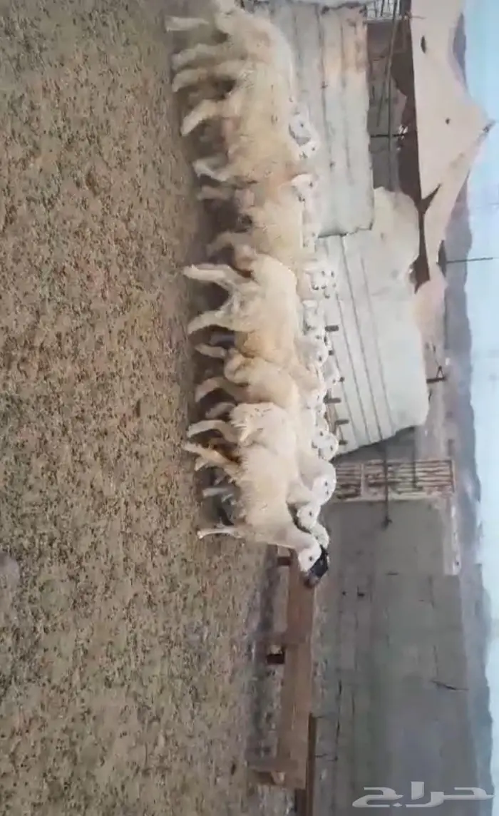 ذبايح حري سواكني مسلخ بالموقع يوجد ذبح وتقطيع وتوصيل 1