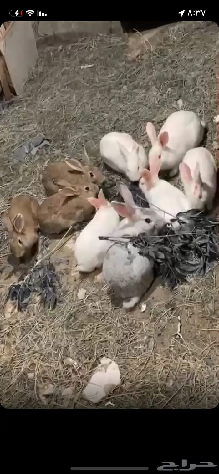 ارانب للبيع 0