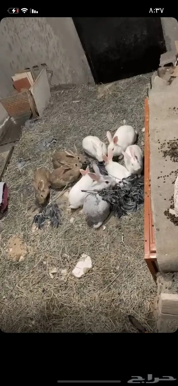 ارانب للبيع 1