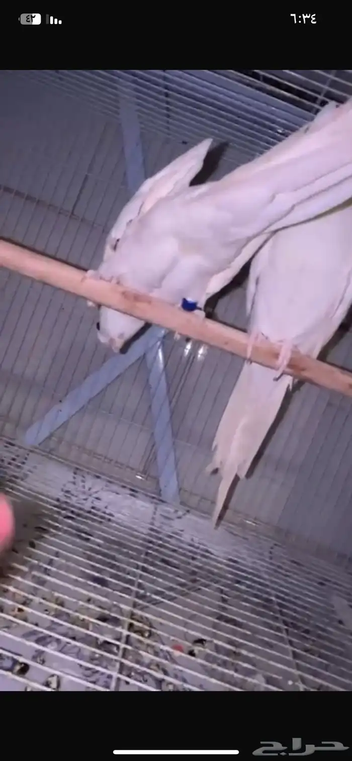 3 ازواج كروان البينو منتجه 5
