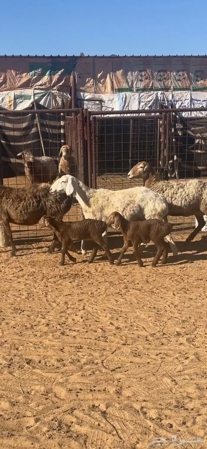 غنم وشياة افغانية نوادر مواليد 0