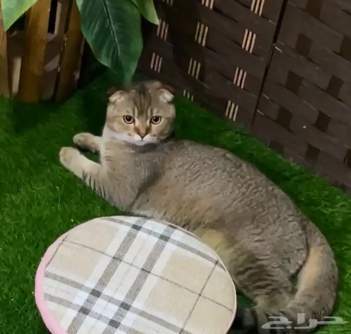 سكوتش فولد 0