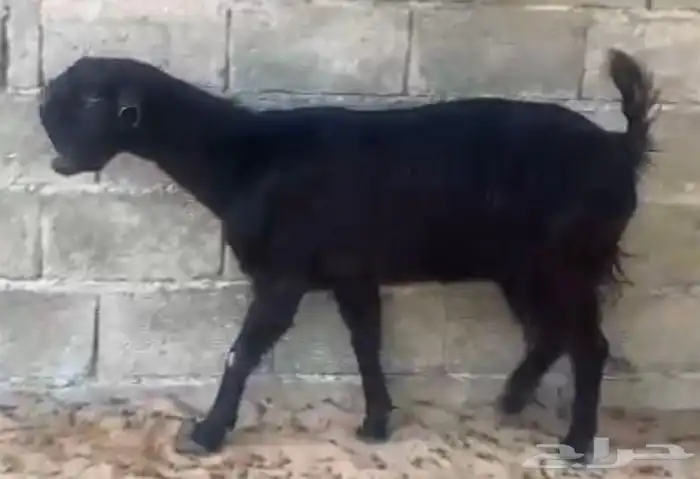 عنز سوريه حليب تم البيع   يوجد جذعات ثنتين 4
