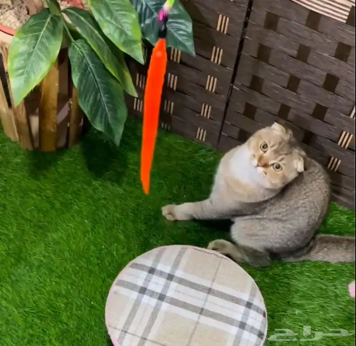 سكوتش فولد 1