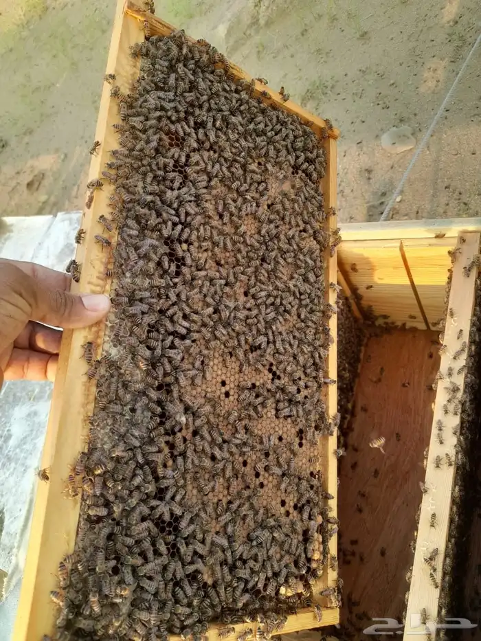 افضل انواع العسل 7