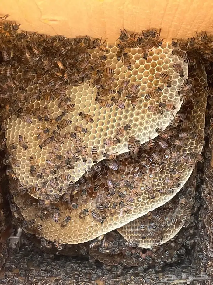 افضل انواع العسل 20