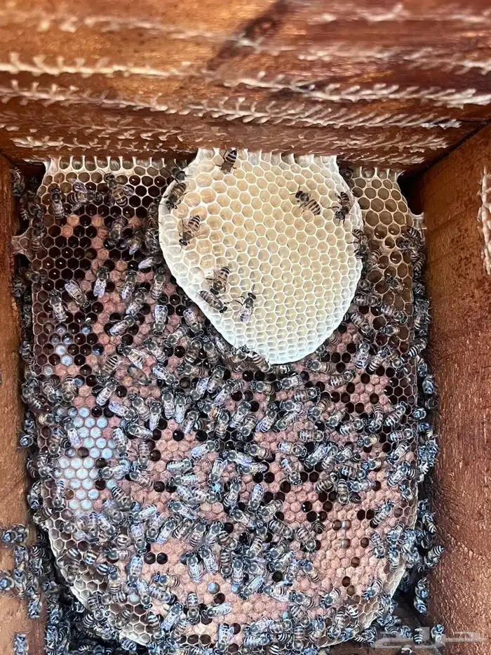 افضل انواع العسل 19