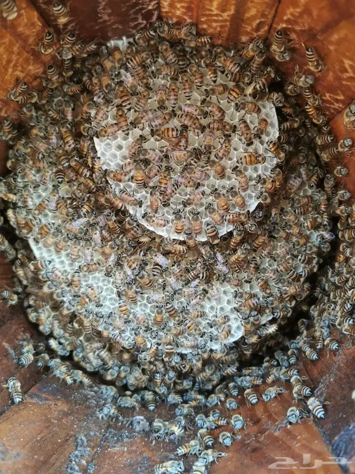 افضل انواع العسل 11